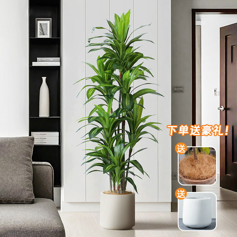高端輕奢巴西鐵樹 盆栽大型仿真植物室內客廳擺件裝飾仿真巴西木