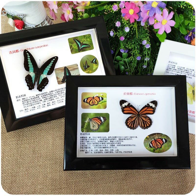 立體真蝴蝶昆蟲標本相框代詳情底畫裝飾擺件動物科普教學禮物盒子