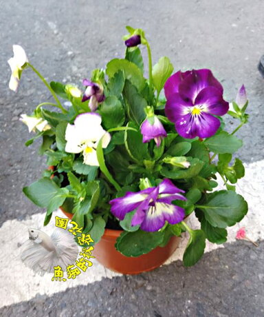 季節限定 高級食用花香堇香菫菜迷你三色菫盆栽 多年生觀賞花卉盆栽送禮小品盆栽半日照佳 先確認有沒有貨 魚痴的秘密花園 季節限定 高級食用花香堇香菫菜迷你三色菫盆栽 多年生觀賞花卉盆栽送禮小品盆栽半日照佳 先確認有沒有貨 魚痴的秘密花園