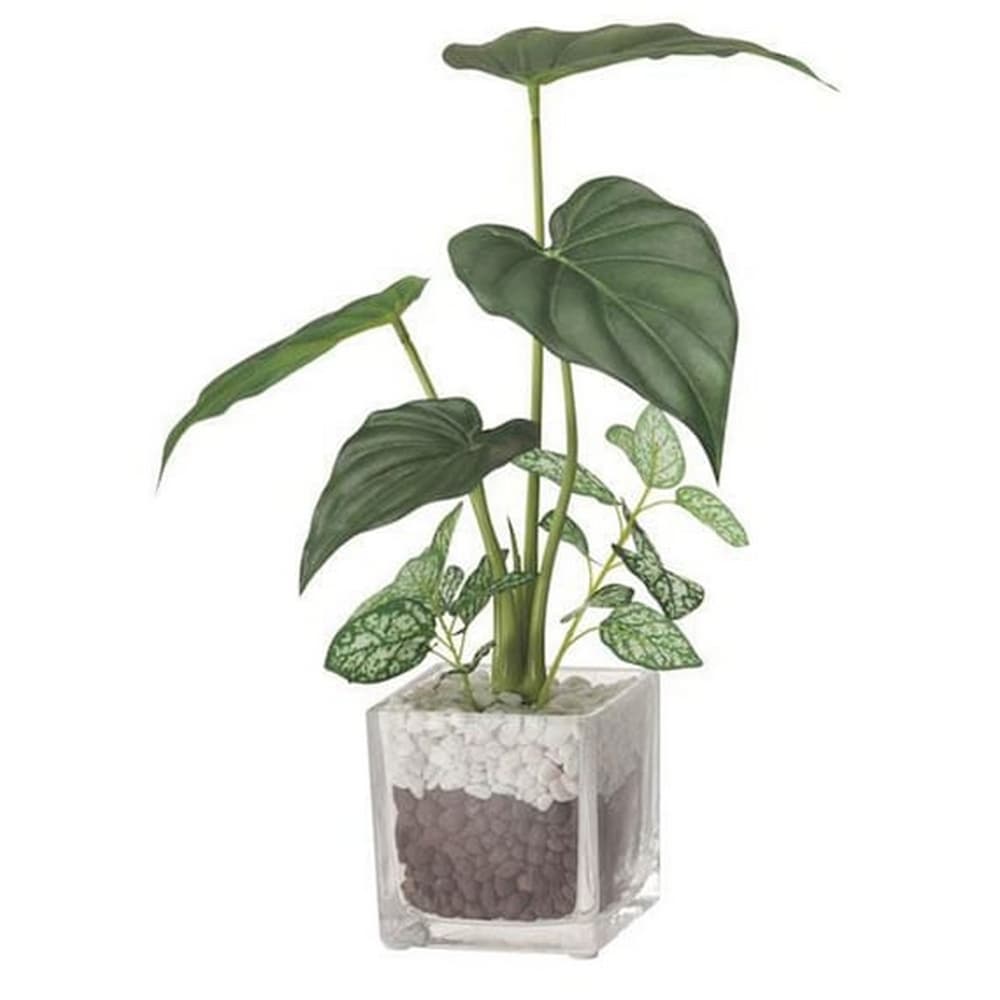 觀葉人造植物擺飾 海芋屬 姑婆芋屬 玻璃容器 Alocasia NITORI宜得利家居