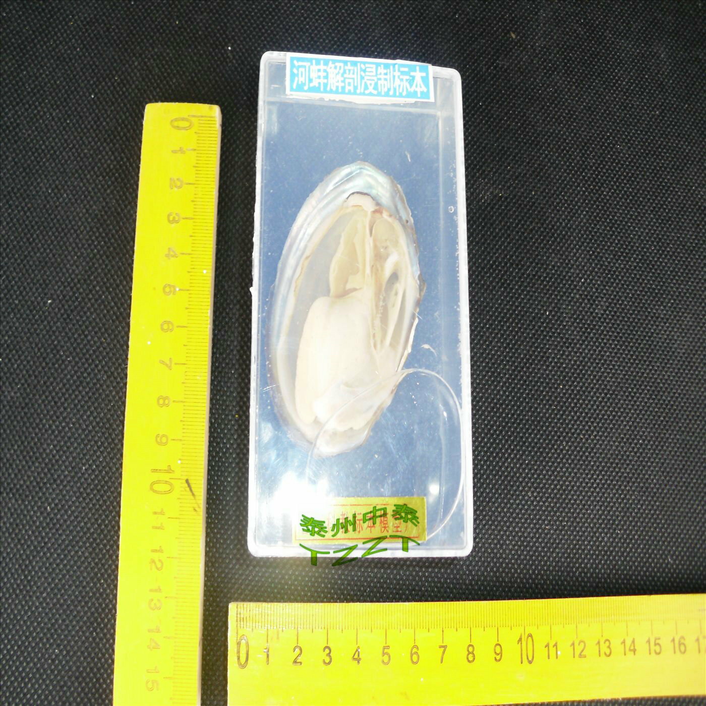 河蚌解剖標本 模型 J4114 初中、高中生物實驗器材 教學儀器