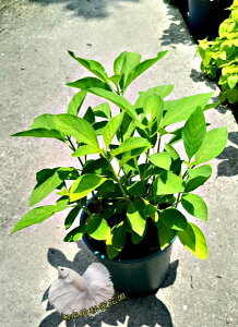 5吋盆 [白鶴靈芝盆栽 藥用植物] 活體香草植物盆栽， 可食用.料理或泡茶~半日照佳~