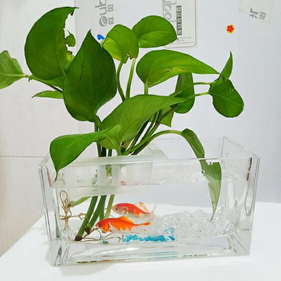 買一送一生態魚缸 魚缸水族箱玻璃小型迷你長條水培辦公室桌面生態瓶微景創意斗魚缸 卡洛琳