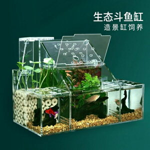 生態斗魚缸孔雀魚繁殖孵化專用隔離盒循環水過濾創意桌面斗魚排缸 小山好物