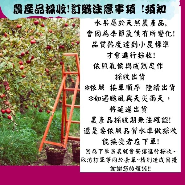 【緁迪水果JDFruit】寶島甘露梨 巨無霸甘露梨 台中東勢緁迪自家甘露梨！台灣小農 l 緁迪水果 l 5