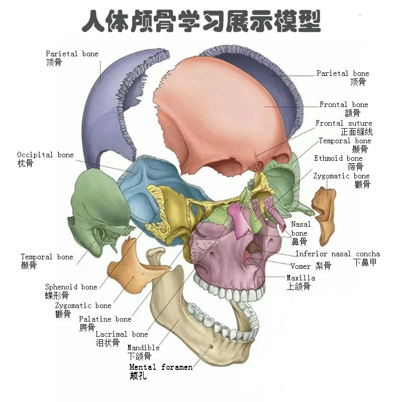 {可打統編 保固一年}醫學可拆分卸17部件1：2人體彩色頭骨模型頭顱骷髏頭醫用口腔教學