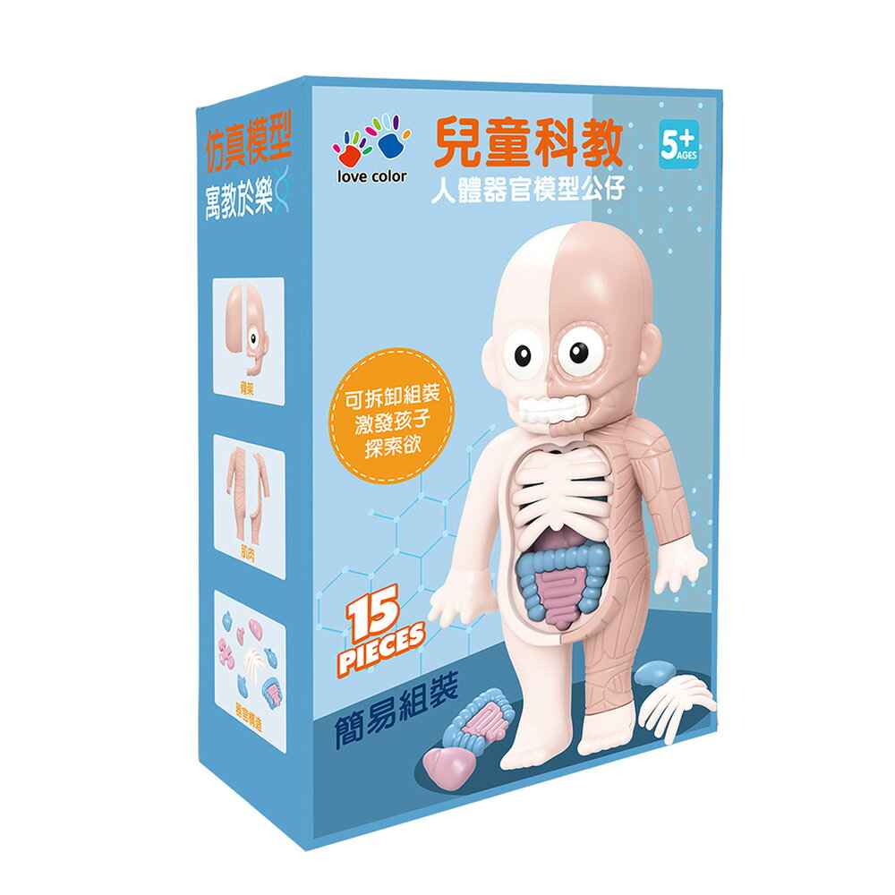 兒童科教人體器官模型公仔【九乘九購物網】