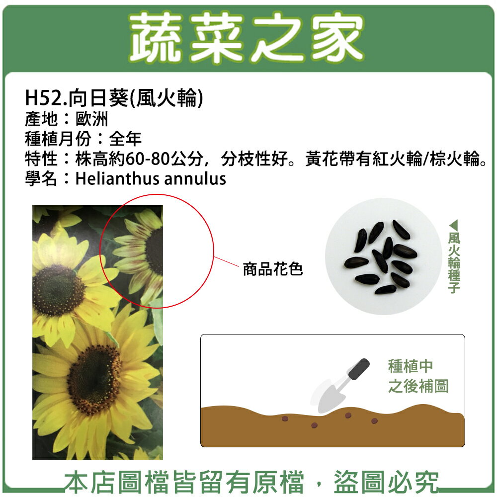 【蔬菜之家】H52.向日葵(風火輪)(共兩種包裝)