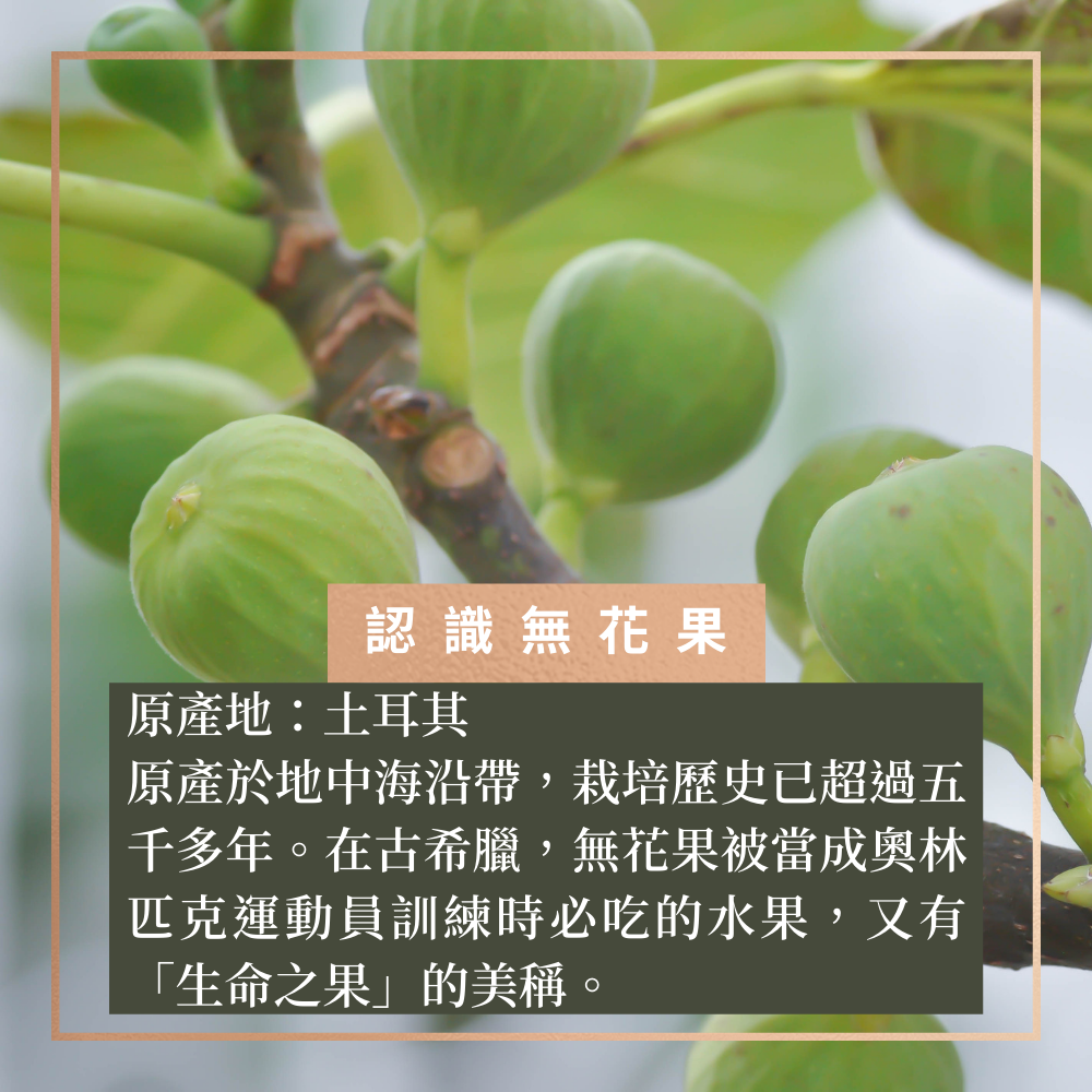 【地中海恩賜】巨無霸土耳其無花果乾 Dried Figs 豐厚軟糯，天然纖維助消化！【Delic好食嗑】 1