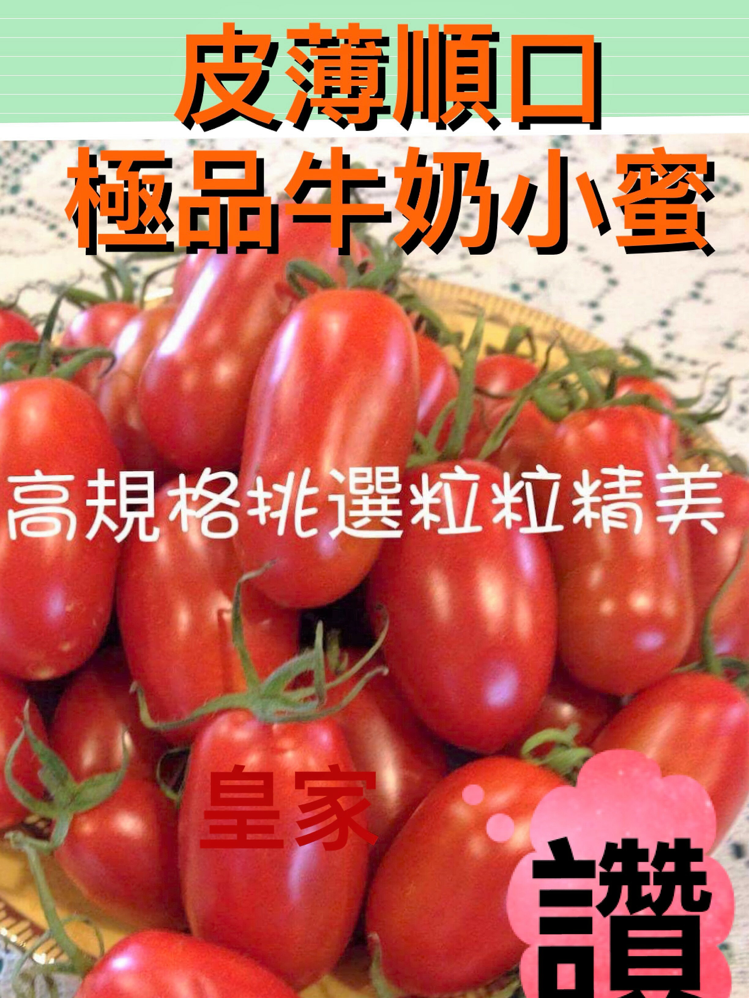 牛奶小蜜番茄10盒【皇家果物】免運