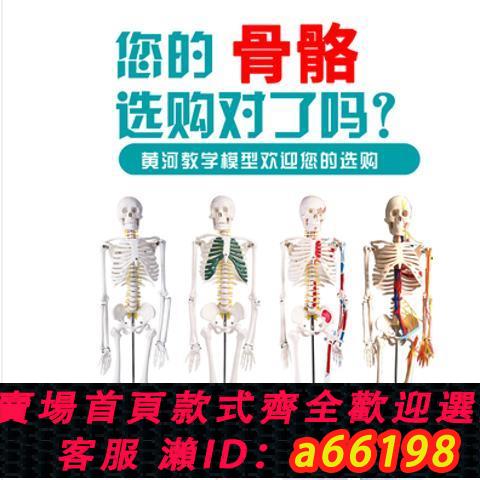 【臺灣公司 可開發票】45 85 170cm人體骨骼模型骨架人體模型成人小白骷髏教學脊椎全身