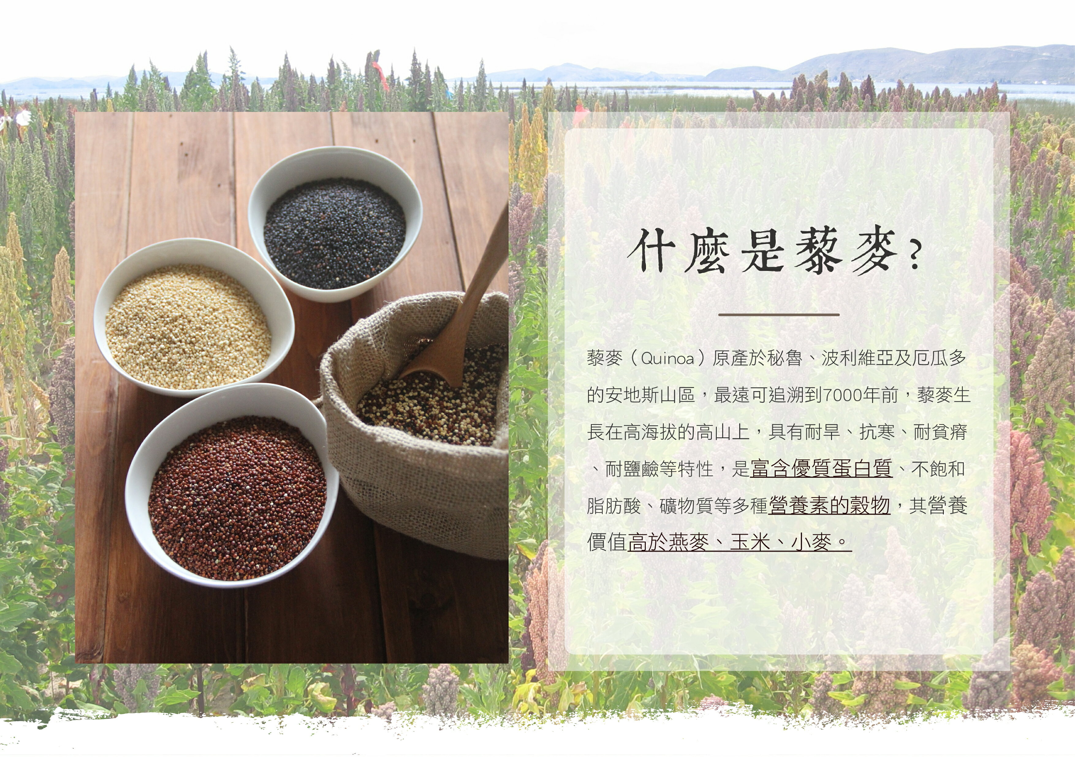 【smile99】藜麥蕃茄圓餅 (15gx10入/包) 純素 非油炸 6