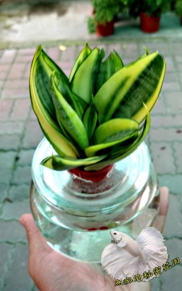 [ 虎尾蘭 虎皮蘭 水耕盆栽] 玻璃瓶水耕植物盆栽 室內佳 可以淨化空氣 吸甲醛