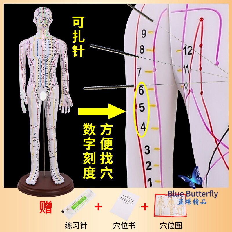{可打統編 保固一年}針灸人體模型醫用扎針練習小皮人十二經絡穴位圖模特軟膠扎針練習 0