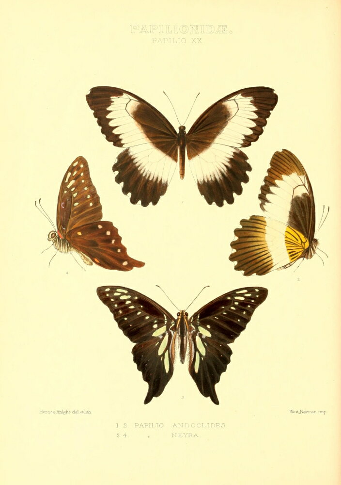Posterazzi: Rhopalocera Exotica 1887 Papilio Andoclides Stretched ...