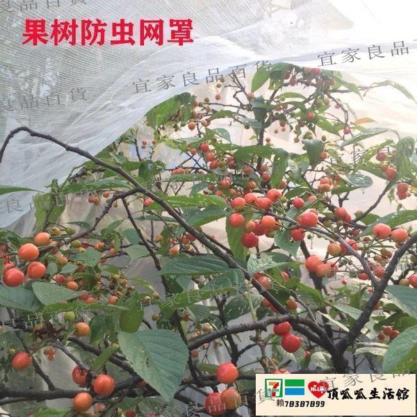 【宜家良品百貨】防鳥網 果樹防蟲網果園大棚楊梅櫻桃網罩防蟲防鳥蓮霧桃樹藍莓家用網套