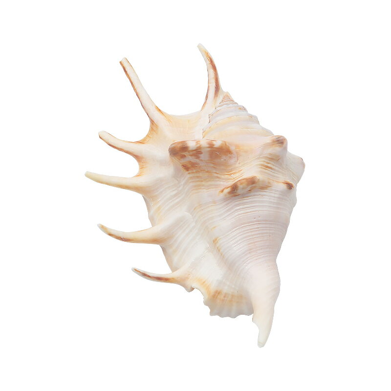 螺貝藝】天然海螺貝殼蜘蛛螺七角螺家居裝飾魚缸水族造景拍攝| 協貿國際