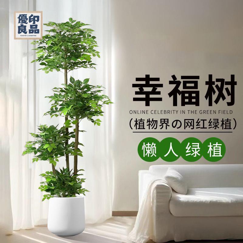 免運 工廠現貨 模擬樹 模擬綠植 仿真植物 裝飾假樹 模擬幸福樹大盆栽植物綠植客廳大型落地假植物發財樹室內家居擺件免運 工廠現貨 模擬樹 模擬綠植 仿真植物 裝飾假樹免運/可開發票 工廠直銷 特價出 y5418
