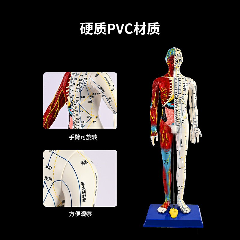 {可打統編 保固一年}人體針灸穴位模型半肌肉骨骼內臟經絡穴位針灸銅人經絡模型人60cm 1