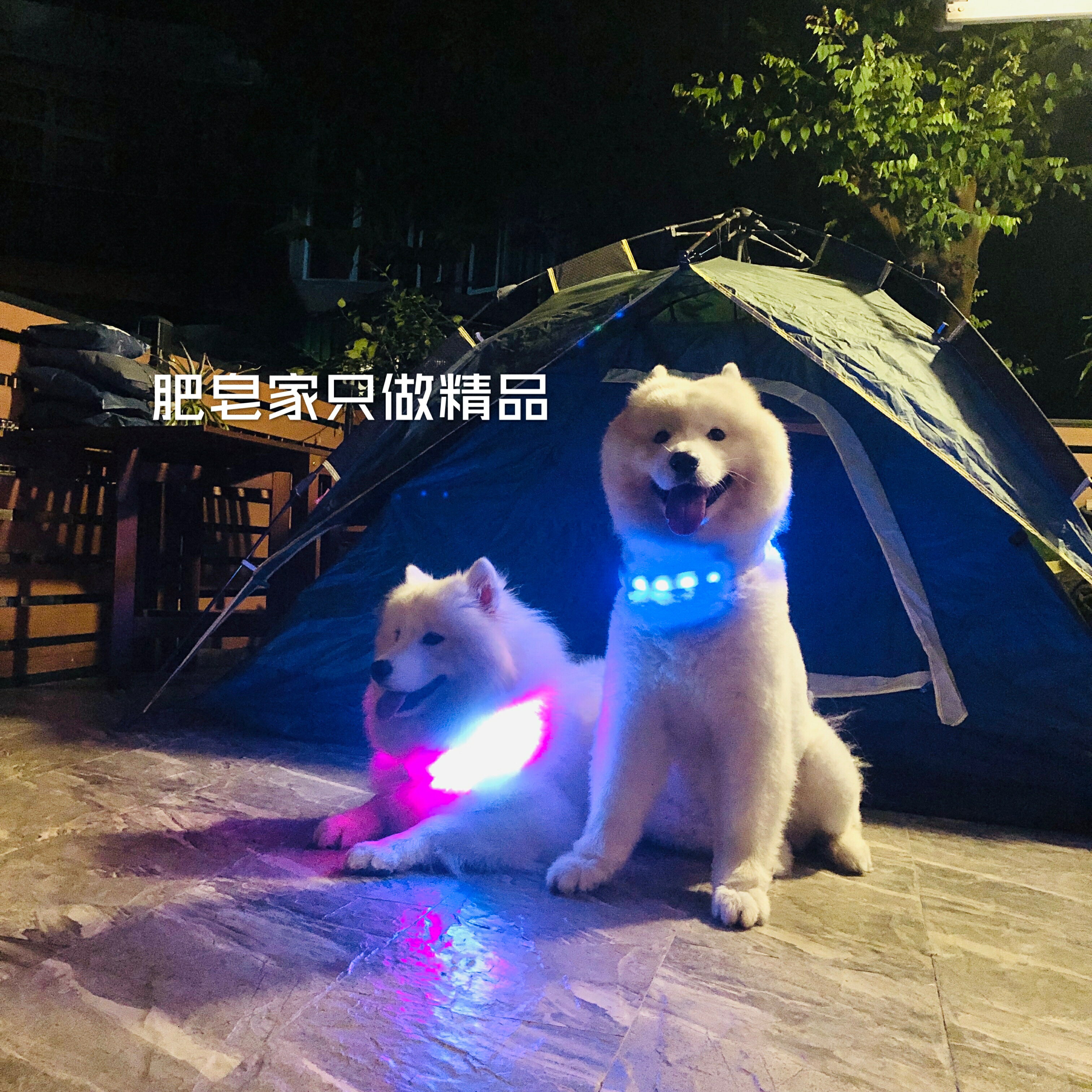 肥皂的日記 LED狗項圈寵物亮燈變色發光充電夜間中大型犬防走失
