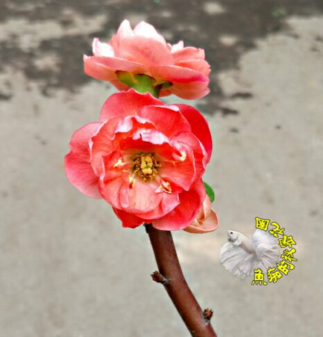 出貨時不一定有花 季節限定 寒梅盆栽蠟梅盆栽梅花盆栽 多年生觀賞花卉盆栽室外半日照佳 先確認有沒有 魚痴的秘密花園直營店 出貨時不一定有花 季節限定 寒梅盆栽蠟梅盆栽梅花盆栽 多年生觀賞花卉盆栽室外半日照佳 先確認有沒有 魚痴的秘密花園直營店