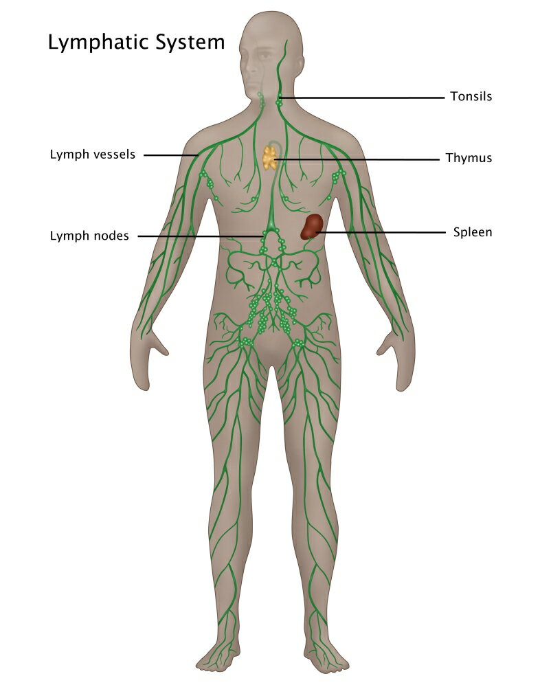 Posterazzi: Lymphatic System in Male Anatomy Poster Print by Gwen ...