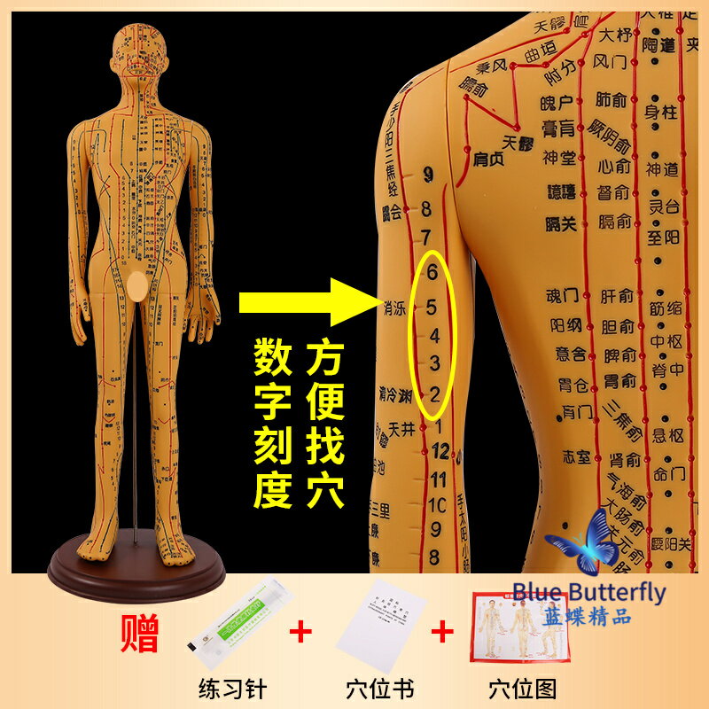 {可打統編 保固一年}針灸人體模型醫用扎針練習小皮人十二經絡穴位圖模特軟膠扎針練習 0
