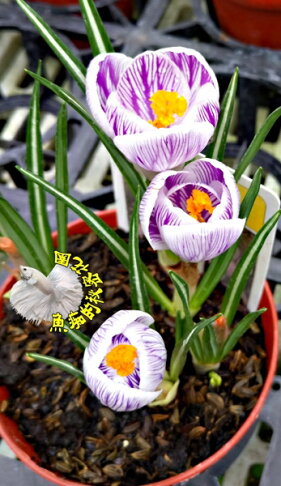 顏色隨機出 3 5吋盆 活體番紅花盆栽超昂貴香料 活體花卉盆栽半日照佳送禮盆栽 冬天才有 請先確認有無現貨 Rakuten樂天市場 魚痴的秘密花園 顏色隨機出 3 5吋盆 活體番紅花盆栽超昂貴香料 活體花卉盆栽半日照佳送禮盆栽 冬天才有 請先確認有無現貨 Rakuten樂天市場 魚痴的秘密花園