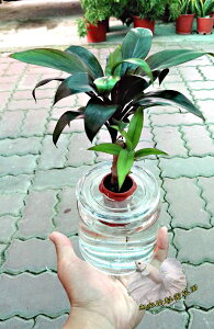 [ 娃娃朱蕉水耕盆栽] 玻璃瓶水耕植物盆栽 室內佳