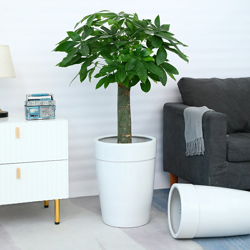 白色圓柱陶瓷花盆簡約高款陽臺室內客廳種樹綠植落地百搭大花盆