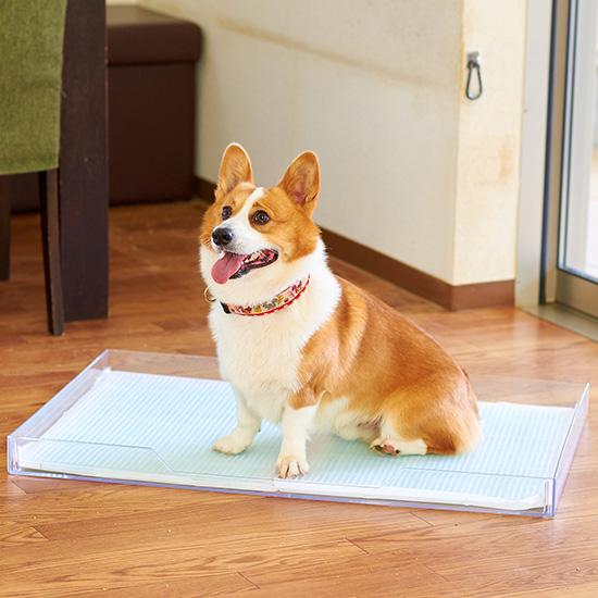狗狗透明廁所 (S、M、L/犬用品)
