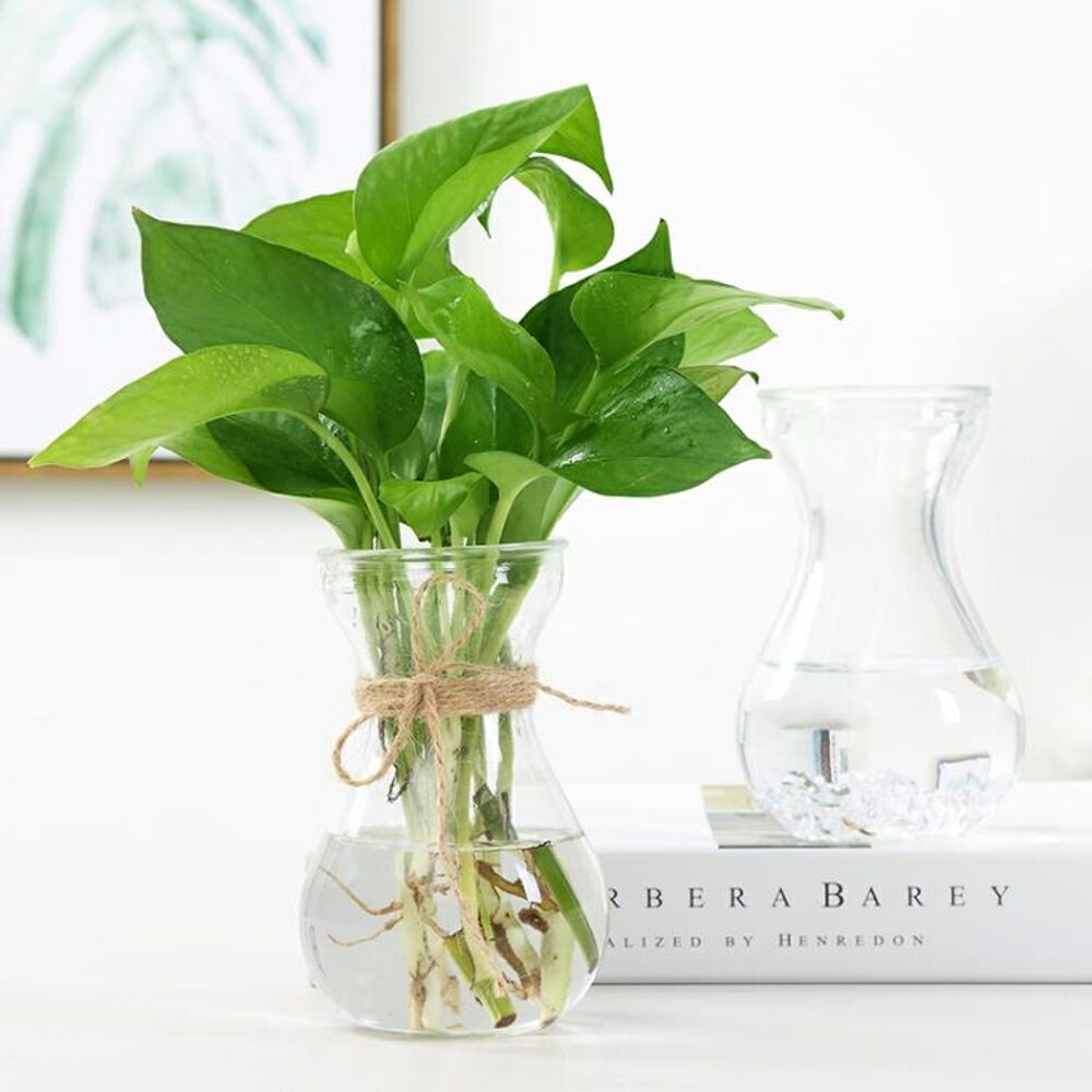 水培植物玻璃花瓶花盆透明