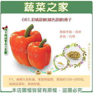 【蔬菜之家】G61.彩橘甜椒(橘色甜椒)種子(共有2種包裝可選)