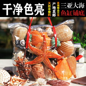 海南天然大貝殼海螺海星家居擺件魚缸造景水族箱兒童節六一禮物