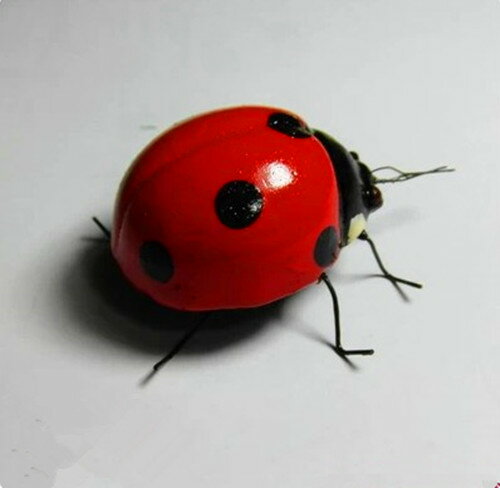 仿真動物昆蟲模型 瓢蟲甲殼蟲磁鐵攝影道具教學用品七星瓢蟲