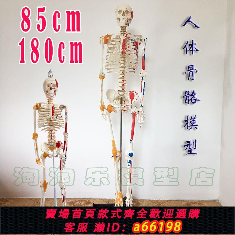【臺灣公司 可開發票】人體骨骼模型180cm韌帶肌肉起止點神經結構可拆卸醫學用85骨架170