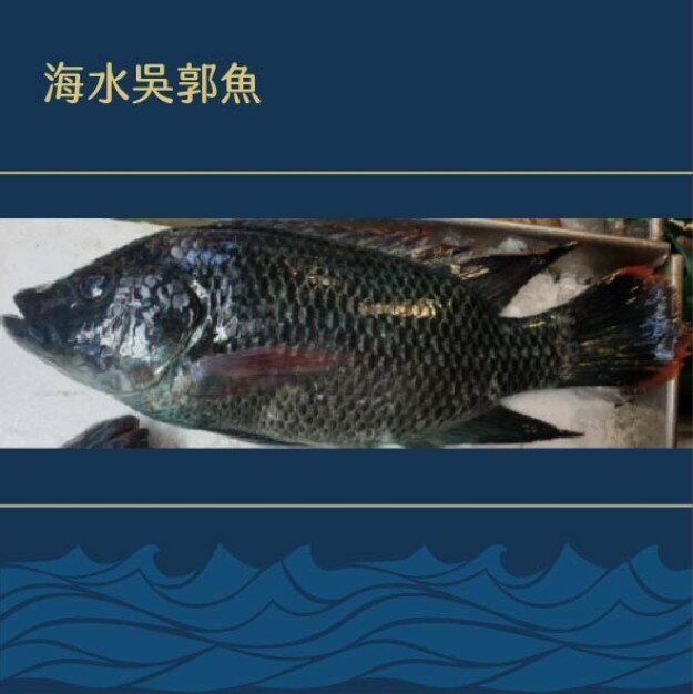 鯛魚 鯰魚 魚 海鮮食品 美食與甜點 Rakuten樂天市場