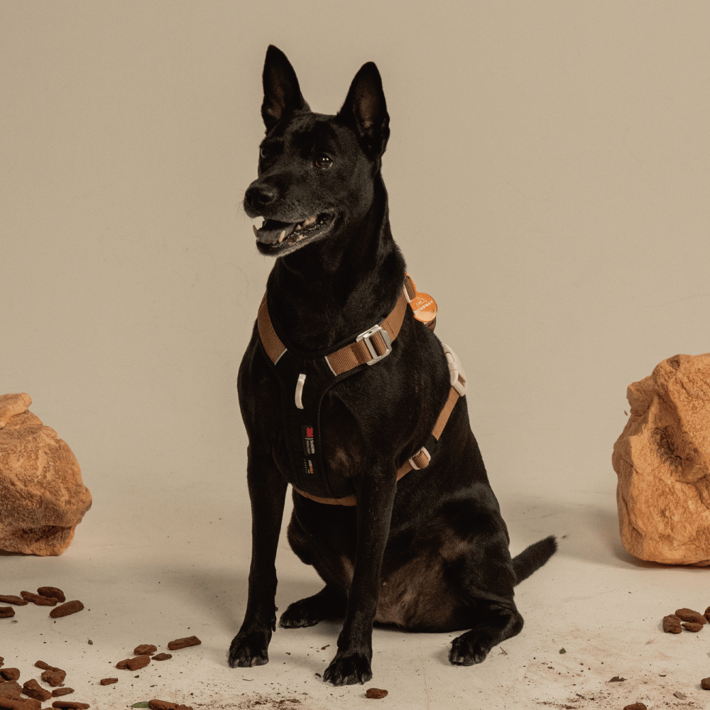 【MOSSWAY 輕韌減壓胸背 | 壤土棕 】胸背 項圈 牽繩 寵物胸背 大型犬 中型犬 小型犬 輕量胸背 H型胸背編輯