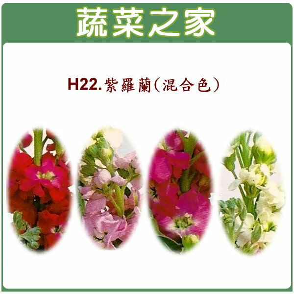 【蔬菜之家】H22.紫羅蘭(混合色，高40~60cm)種子(共有2種包裝可選)