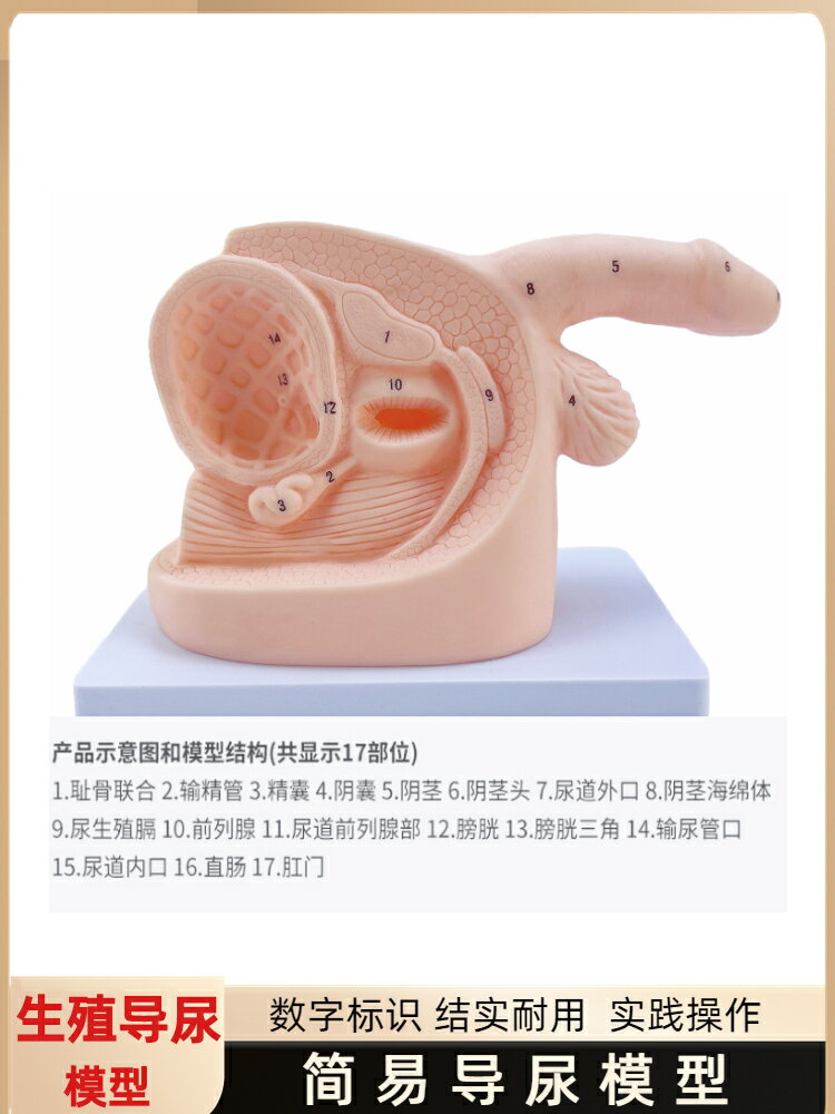 女性內外生殖器解剖模型及導尿模具醫學用 人體導尿插管模型教具