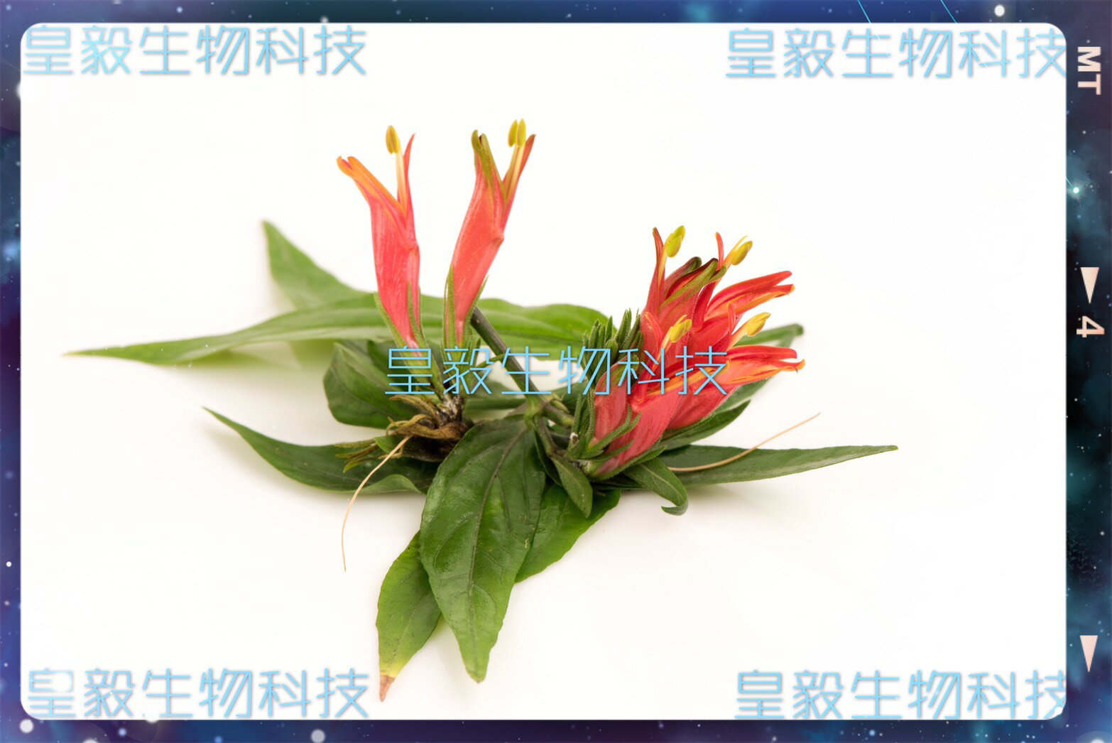 憂遁草葉子含梗(沙巴蛇草葉子含梗)台灣種植