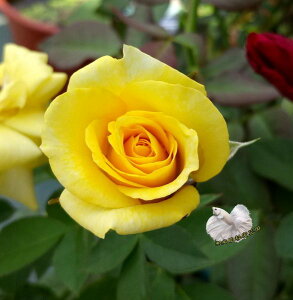 [品種隨機出貨.照片參考用] 黃色系玫瑰花盆栽 8吋盆活體盆栽 幾乎四季開花~ 下單時不一定還有花!務必先問~太熱會缺貨