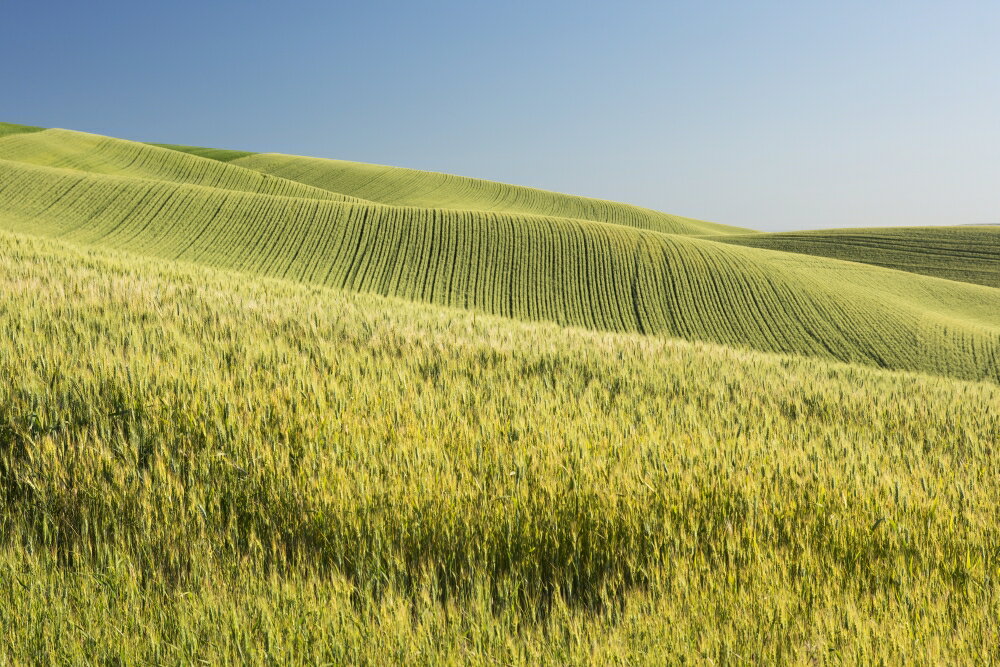 Posterazzi Rolling Hills Of Barley Grain Fields And Blue Sky In The