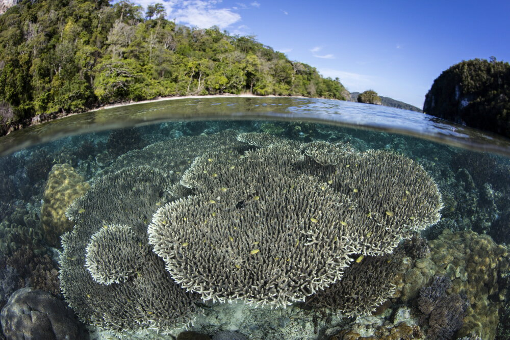 Posterazzi: A healthy coral reef grows in Raja Ampat Indonesia Poster ...