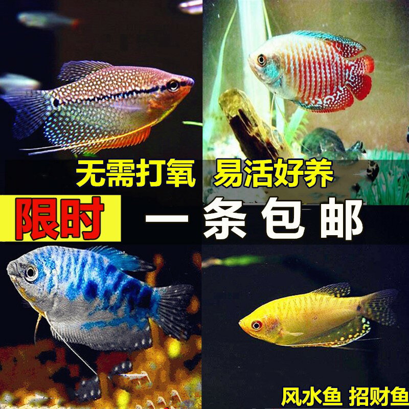 藍曼龍魚麗麗魚黃曼龍魚吃蛋白蟲觀賞魚魚淡水魚新手魚