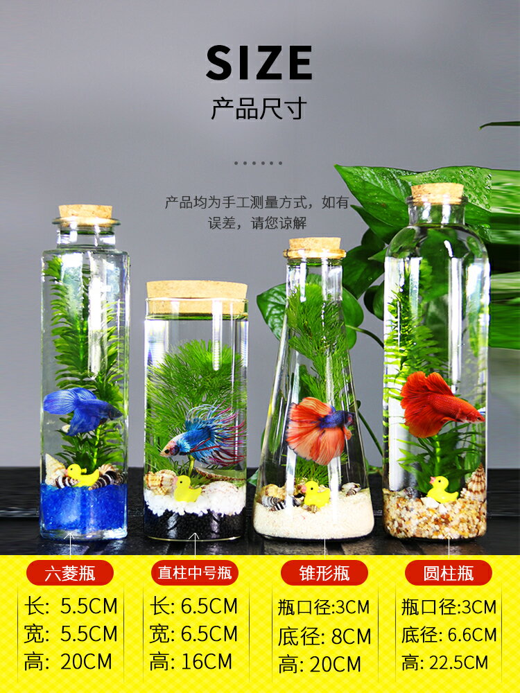 買一送一 生態瓶魚微景觀免換水斗魚瓶生態魚瓶水族寵物斗魚活體專用缸diy（不送魚）