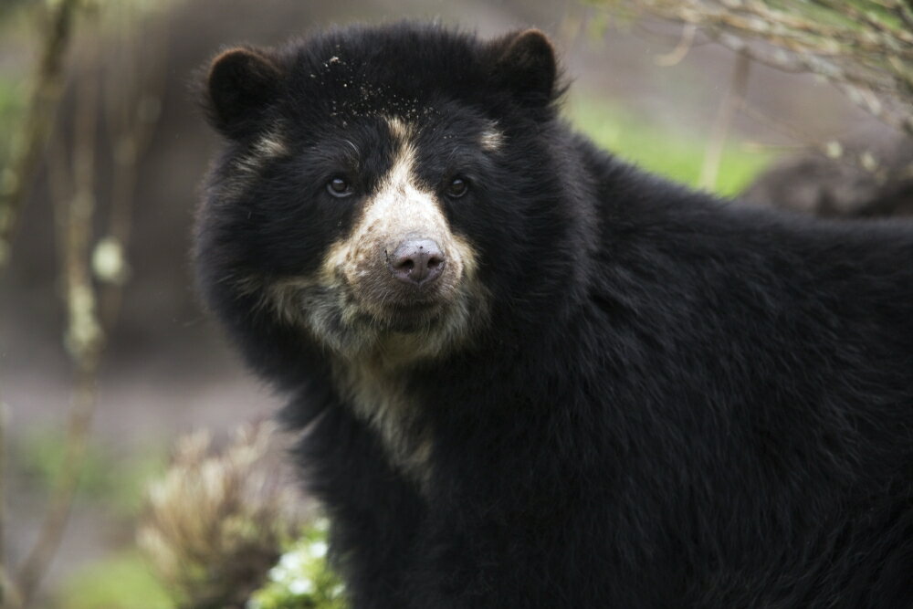 Posterazzi: Andean Or Spectacled Bear Tremarctos Ornatus Imbabura ...