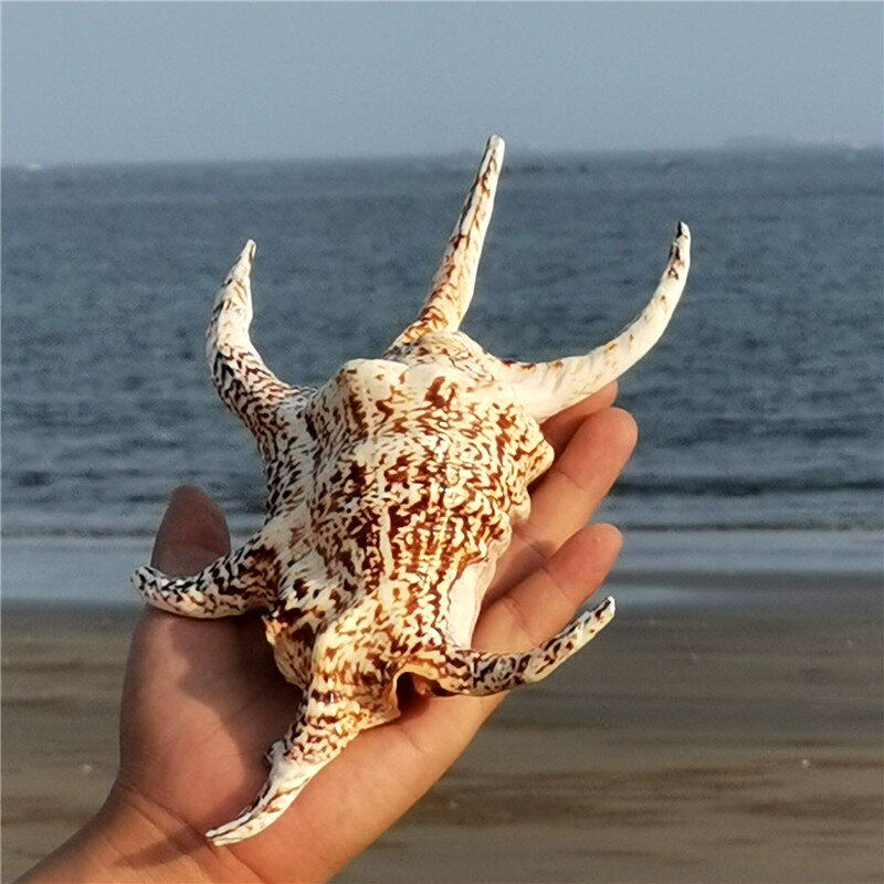 【螺貝藝】六角螺天然海螺貝殼家居裝飾品魚缸水族造景禮物擺件