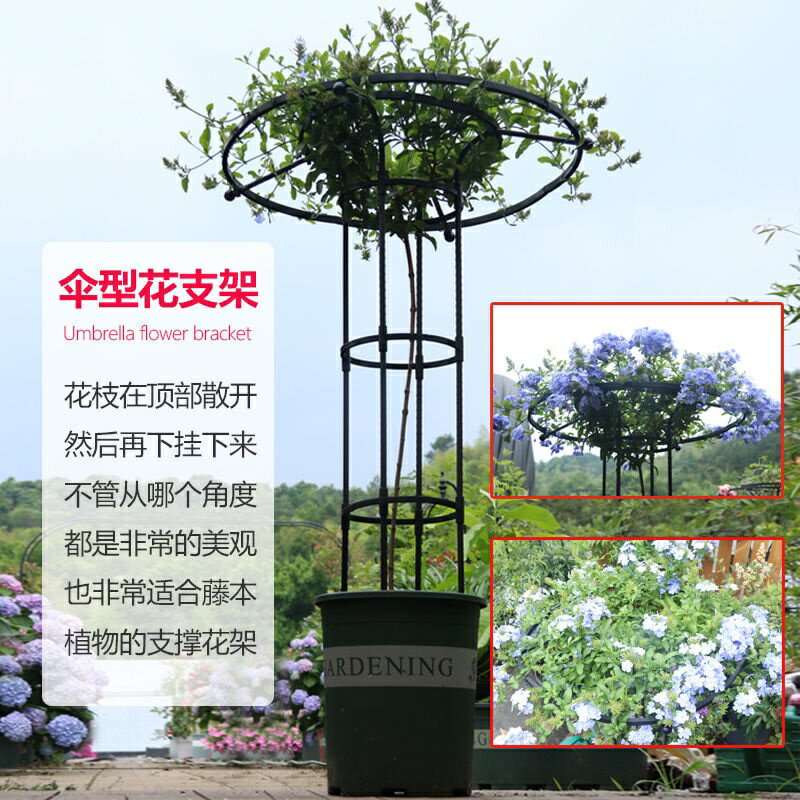 花架 園藝傘形玫瑰爬藤架 月季鐵線蓮攀藤蘑菇薔薇花架 綠植支架桿戶外