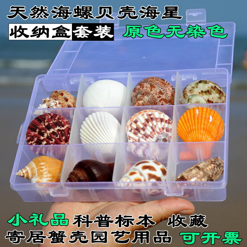 貝殼海螺天然標本螺海星禮盒海洋生物科普幼兒園兒童把玩寄居蟹殼